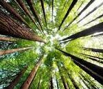 EU zelena tranzicija