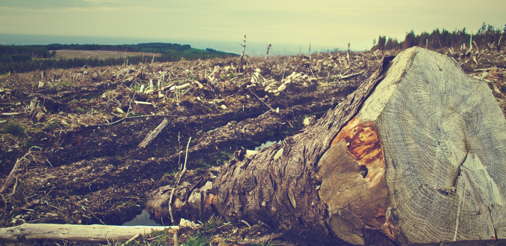 Read more about the article Alarmantni poziv za zaštitu šuma